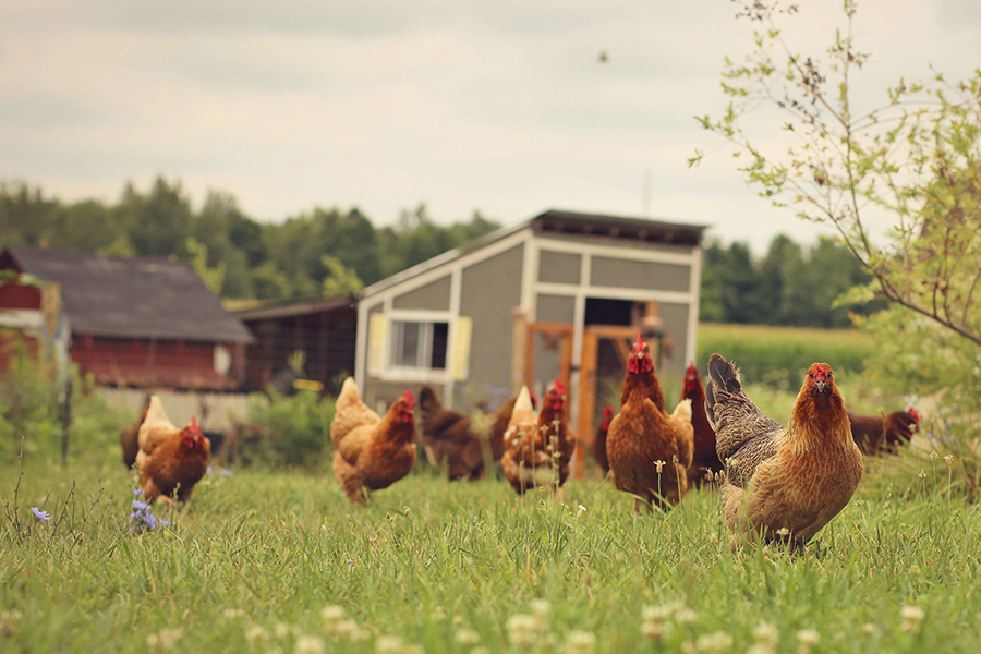 Métodos técnicos para ampliar el período pico de puesta de las gallinas ponedoras